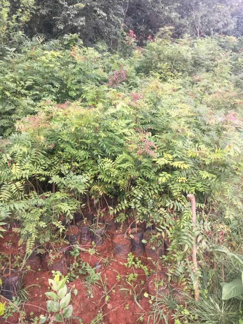 黄连木苗，黄鹂芽，木蓼，苗木，一年生苗木