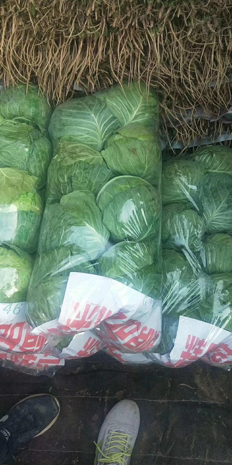 精品甘蓝河北甘蓝大量上市货源充足保质保量欢迎来电