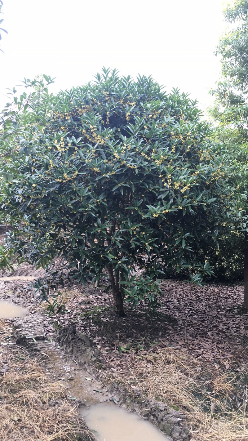 地笼桂花