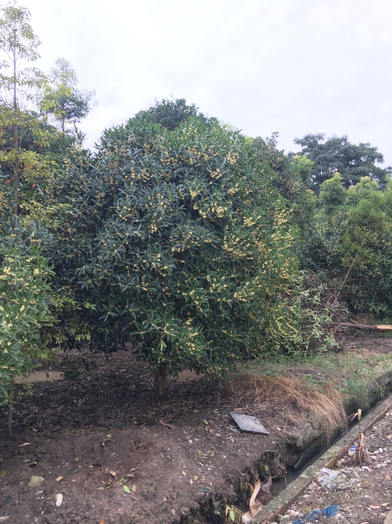地笼桂花