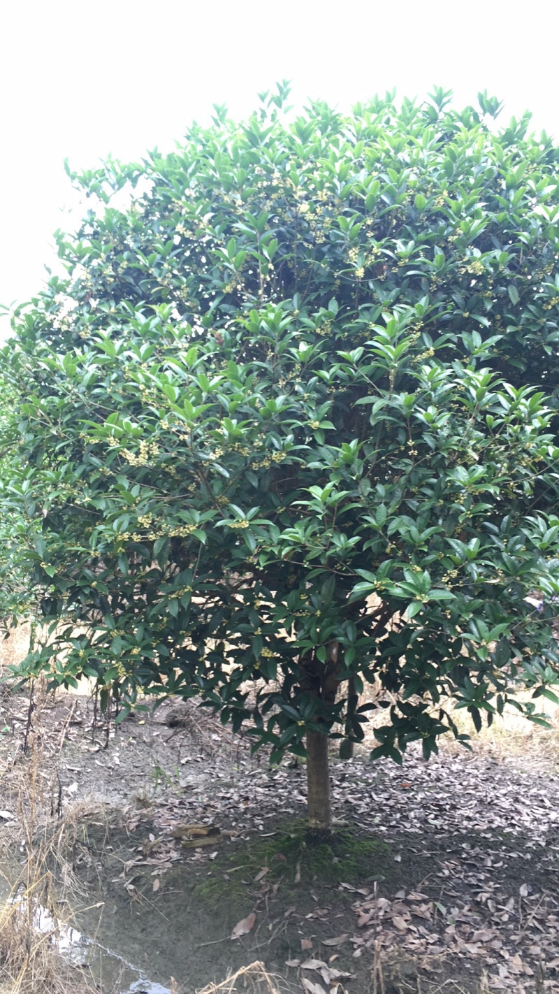 地笼桂花