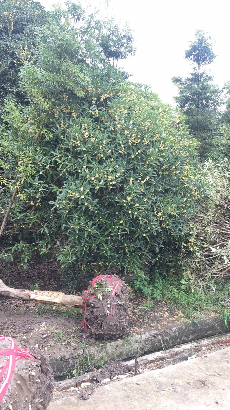 地笼桂花