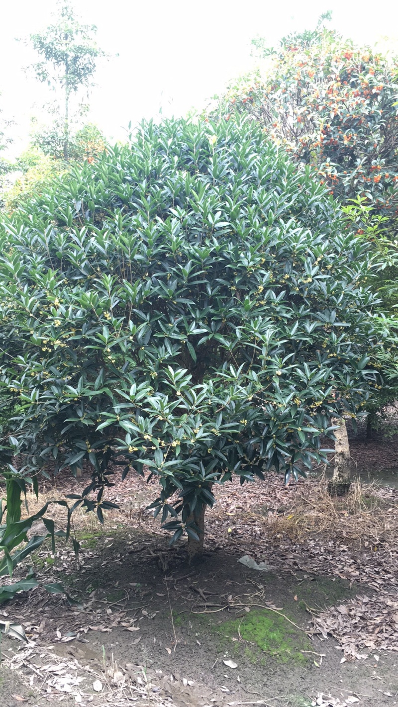 地笼桂花