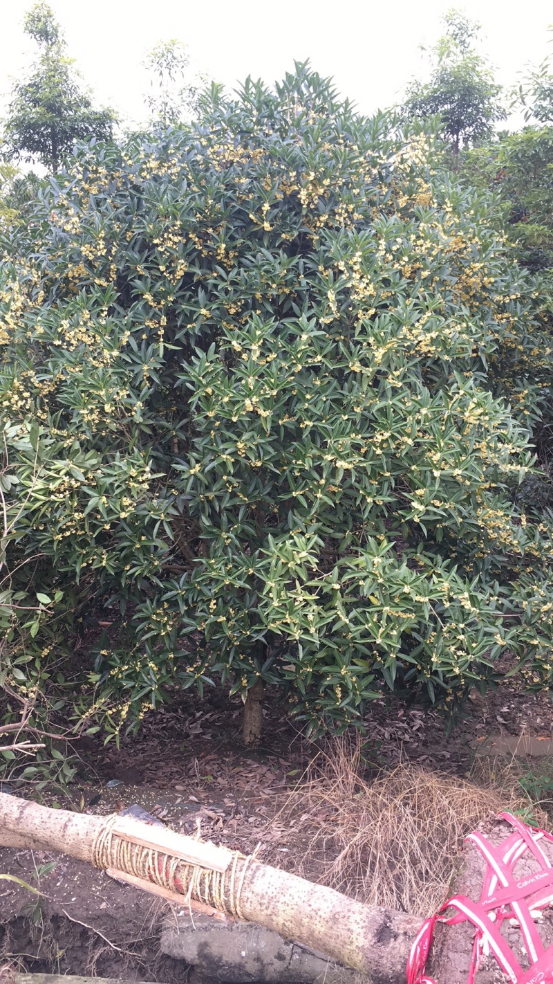 地笼桂花