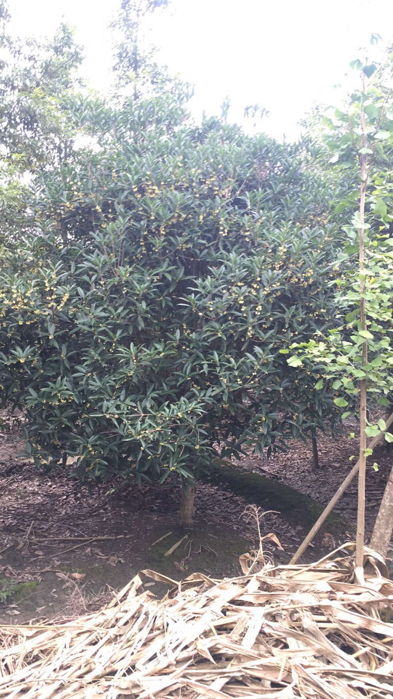 地笼桂花
