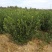 卫矛150-180公分卫矛球基地批量低价处理净球毛球