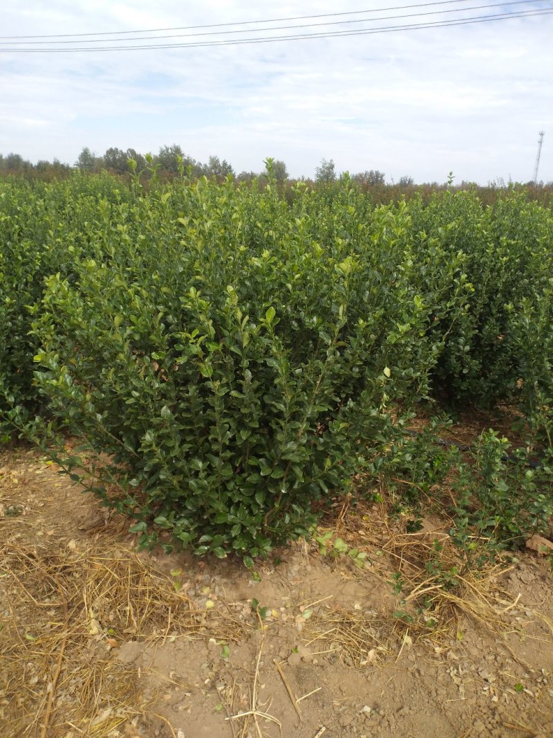 卫矛150-180公分卫矛球基地批量低价处理净球毛球
