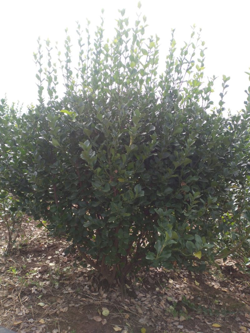 卫矛150-180公分卫矛球基地批量低价处理净球毛球