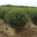 卫矛150-180公分卫矛球基地批量低价处理净球毛球