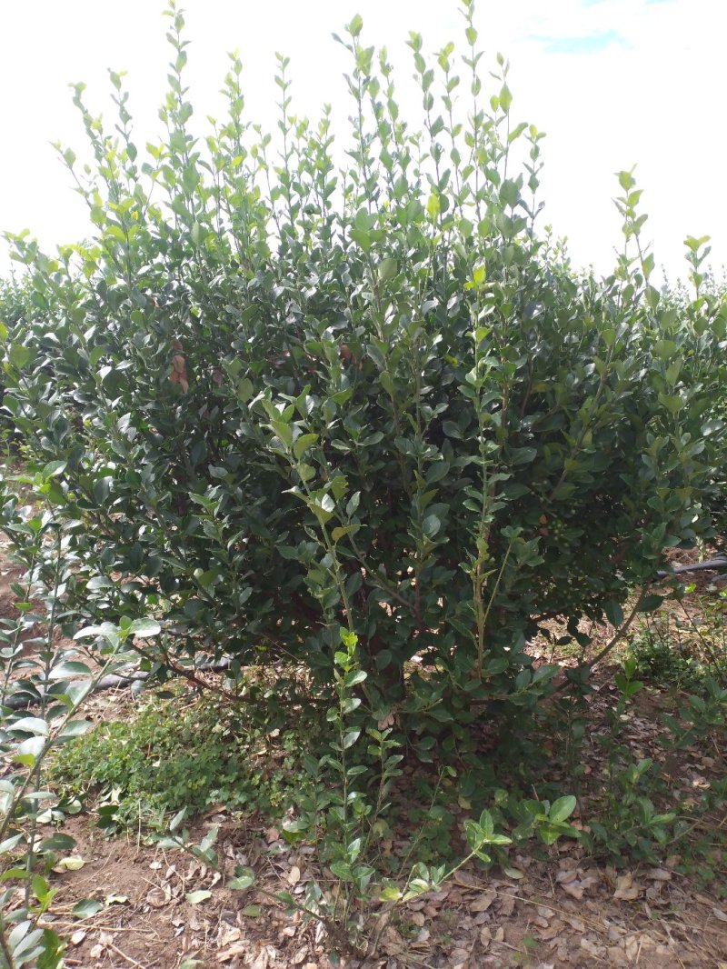 卫矛150-180公分卫矛球基地批量低价处理净球毛球