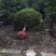 批发高杆桂花自然型八月桂8cm-15cm各规格