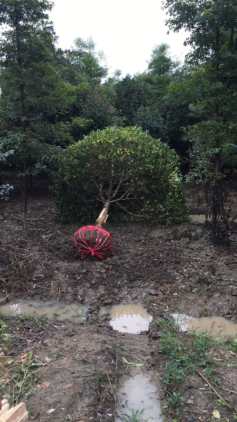 批发高杆桂花自然型八月桂8cm-15cm各规格