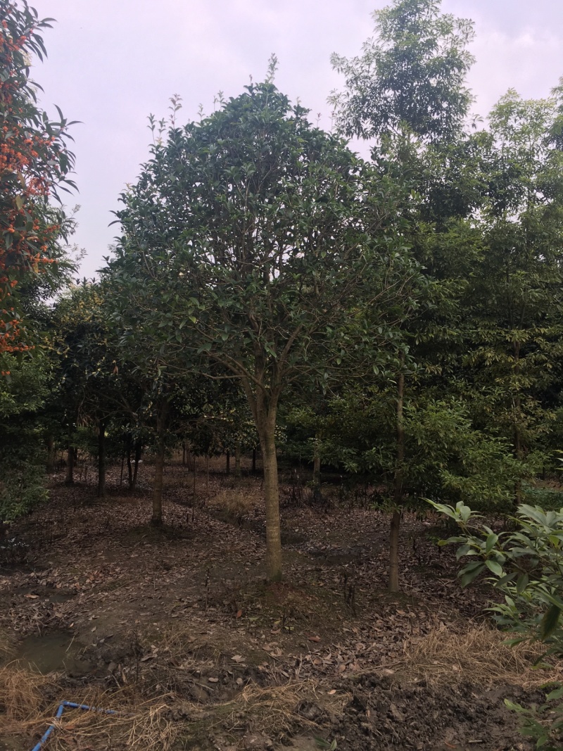 批发高杆桂花自然型八月桂8cm-15cm各规格