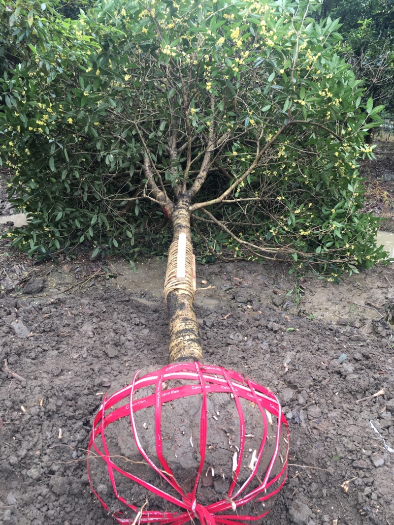 批发高杆桂花自然型八月桂8cm-15cm各规格