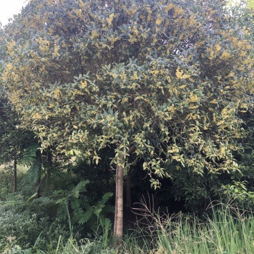 批发高杆桂花自然型八月桂8cm-15cm各规格