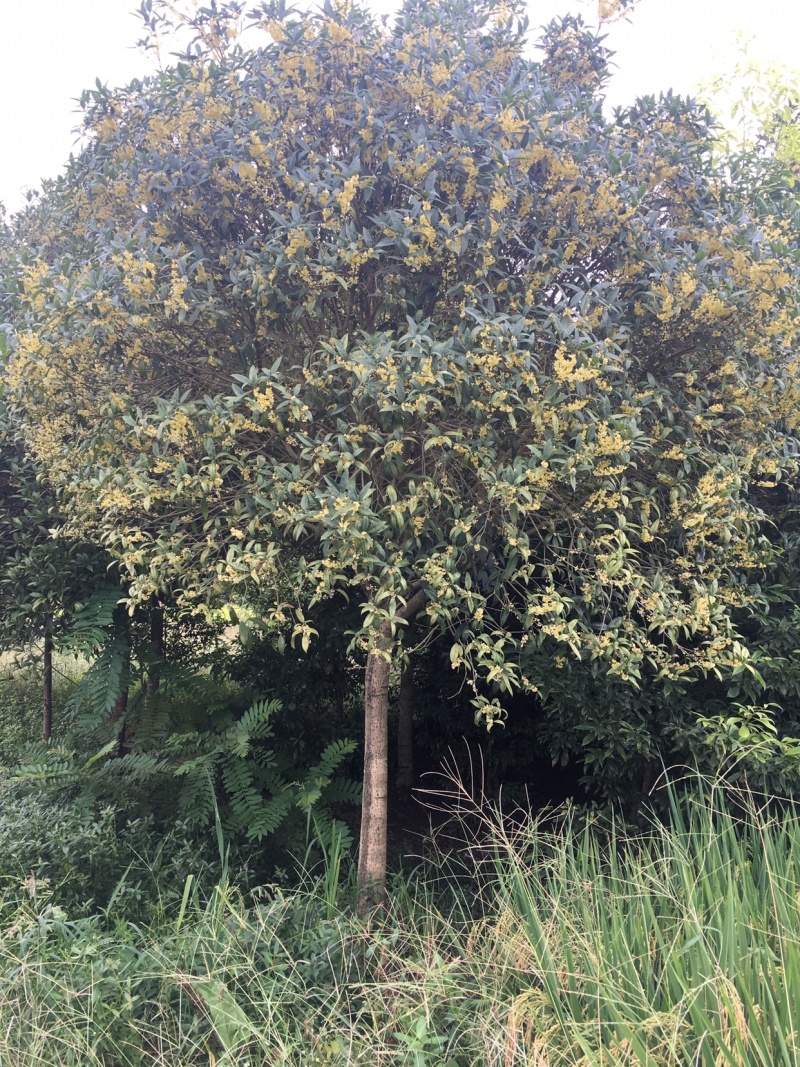 批发高杆桂花自然型八月桂8cm-15cm各规格