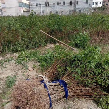精品三华李苗，信宜市产地直供，现挖现发，量大价优欢迎采购