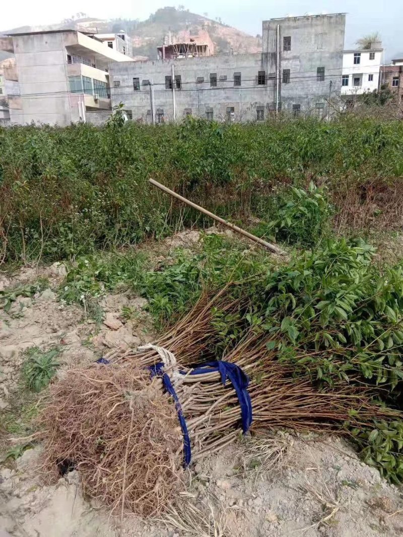精品三华李苗，信宜市产地直供，现挖现发，量大价优欢迎采购