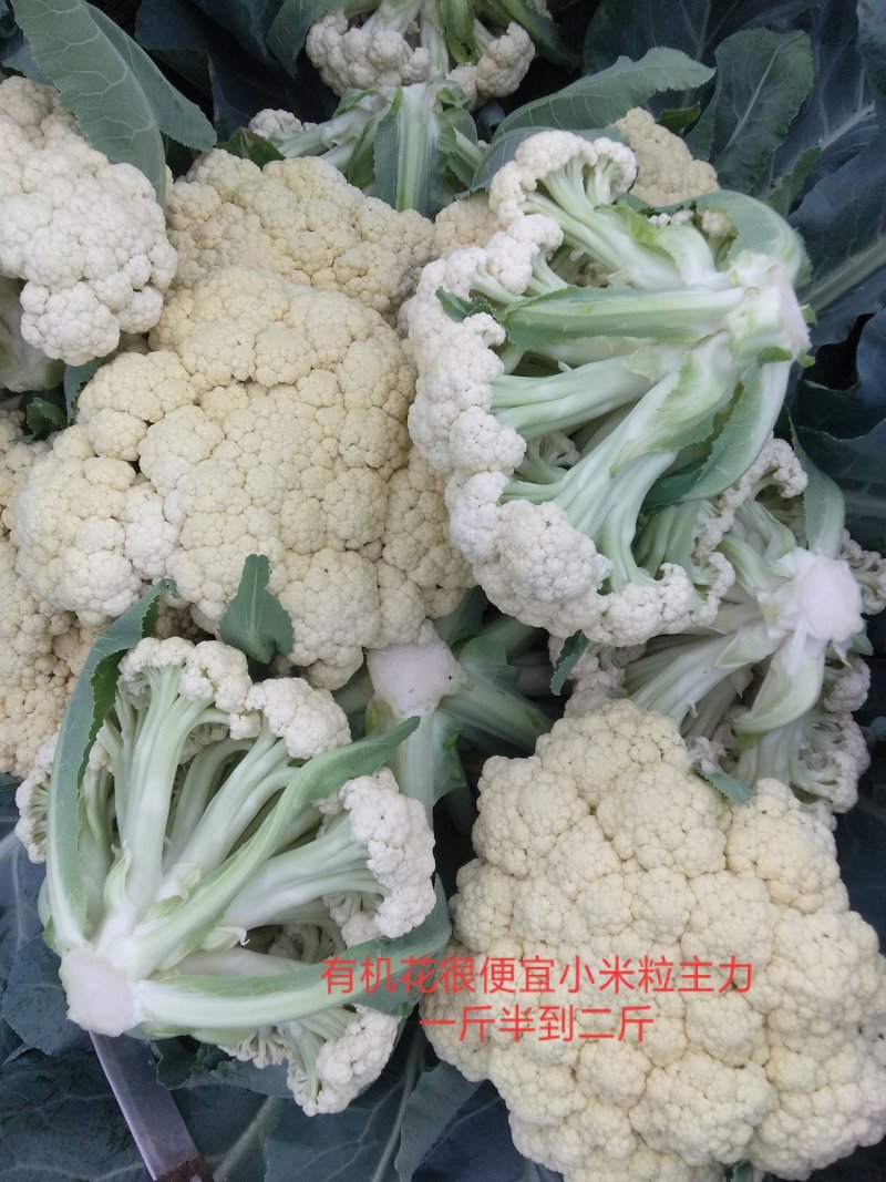 白面青梗松花菜基地直供长期合作