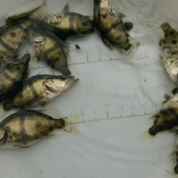 桂花鱼苗鳜鱼苗四川桂鱼苗大量从优全程技供养殖技术