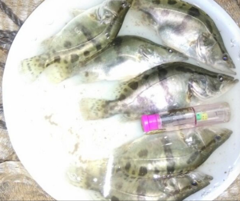 桂花鱼苗鳜鱼苗四川桂鱼苗大量从优全程技供养殖技术