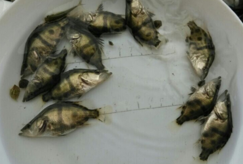 桂花鱼苗鳜鱼苗四川桂鱼苗大量从优全程技供养殖技术