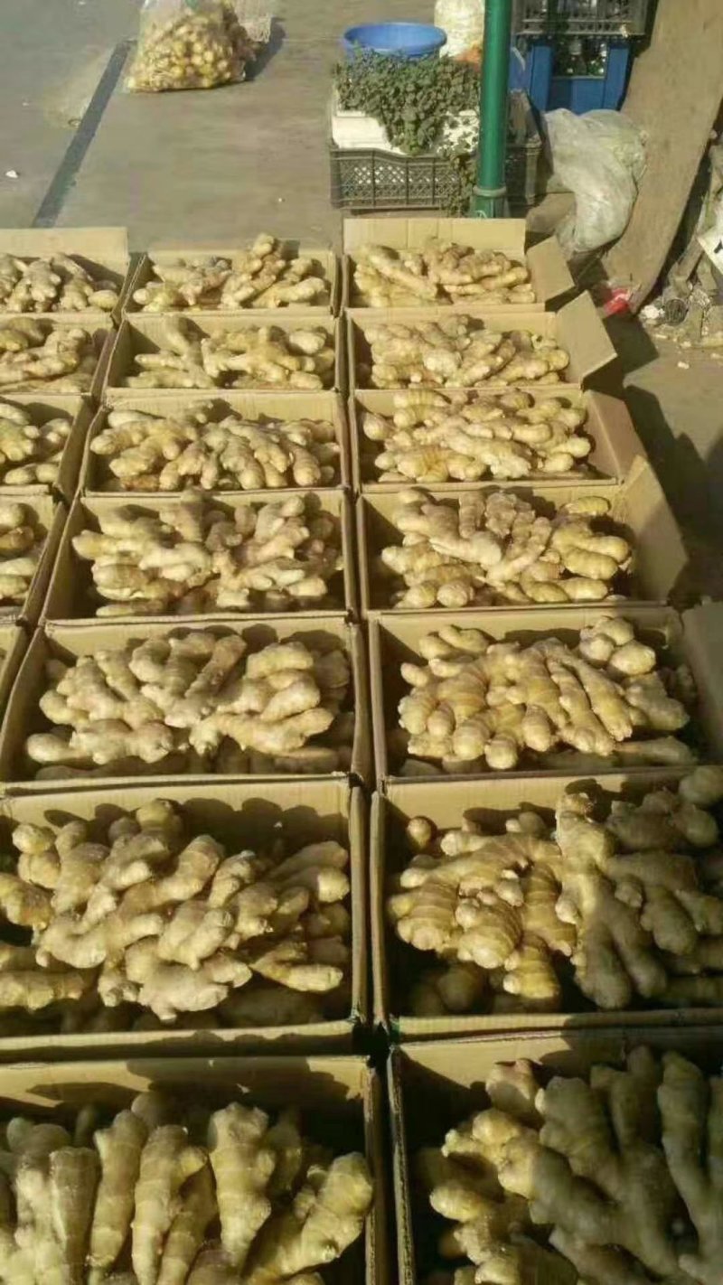 生姜批发✔产地直供✔品种齐全✔货源充足✔全国发货