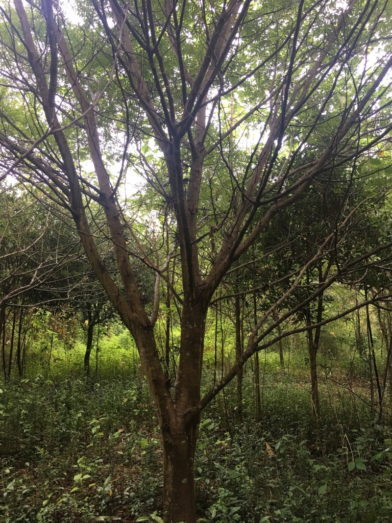 皂角树