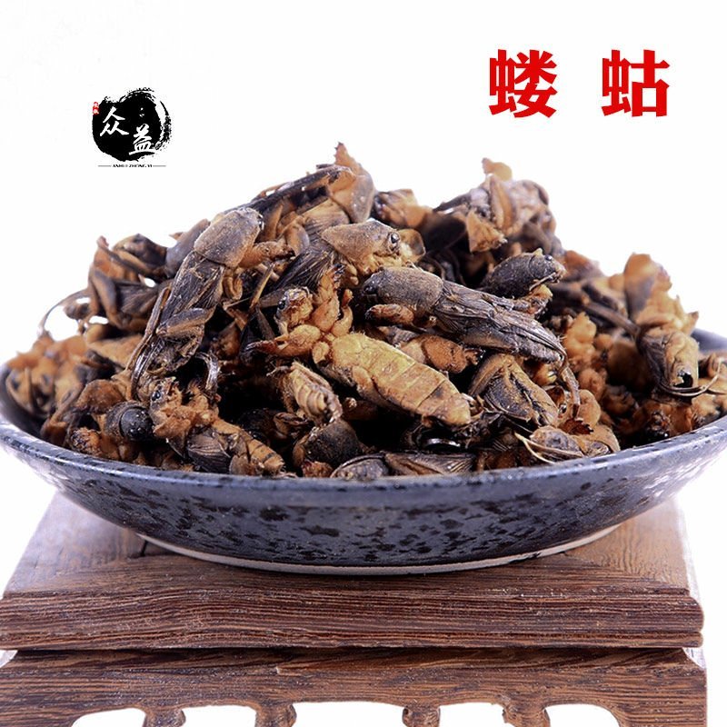 中药材新货干货蝼蛄土狗地狗蝼蛄精选无碎