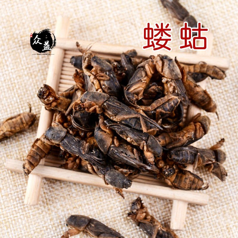 中药材新货干货蝼蛄土狗地狗蝼蛄精选无碎