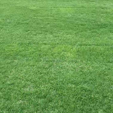 白慕大，天堂草，狗牙根，马尼拉草坪