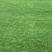 白慕大，天堂草，狗牙根，马尼拉草坪