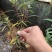 紫柳，墨西哥鼠尾草墨西哥鼠尾草种植销售