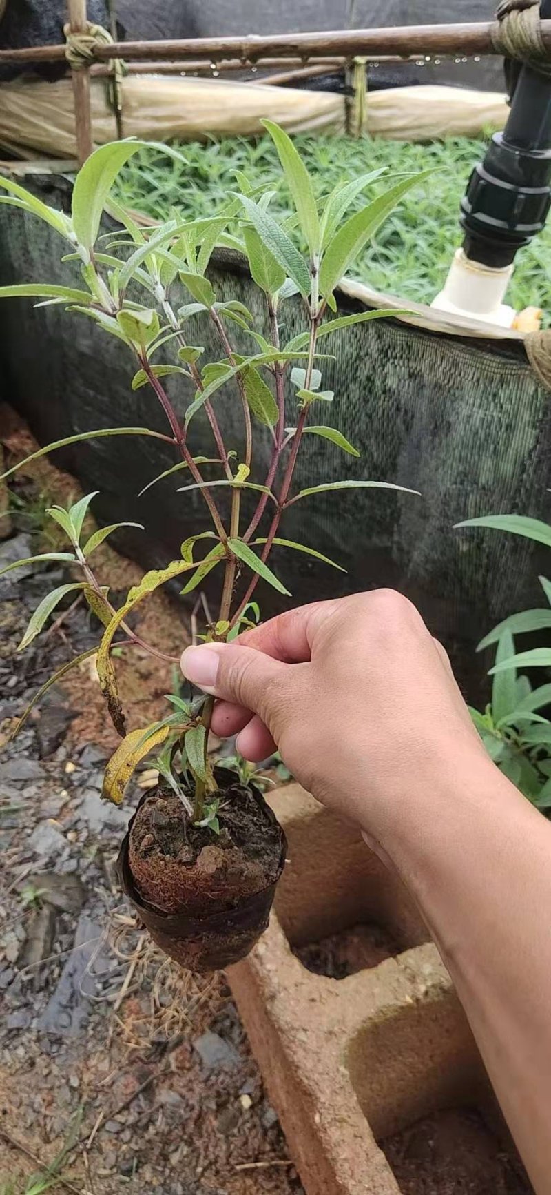 紫柳，墨西哥鼠尾草墨西哥鼠尾草种植销售