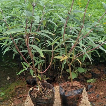 紫柳，墨西哥鼠尾草墨西哥鼠尾草种植销售