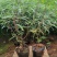 紫柳，墨西哥鼠尾草墨西哥鼠尾草种植销售