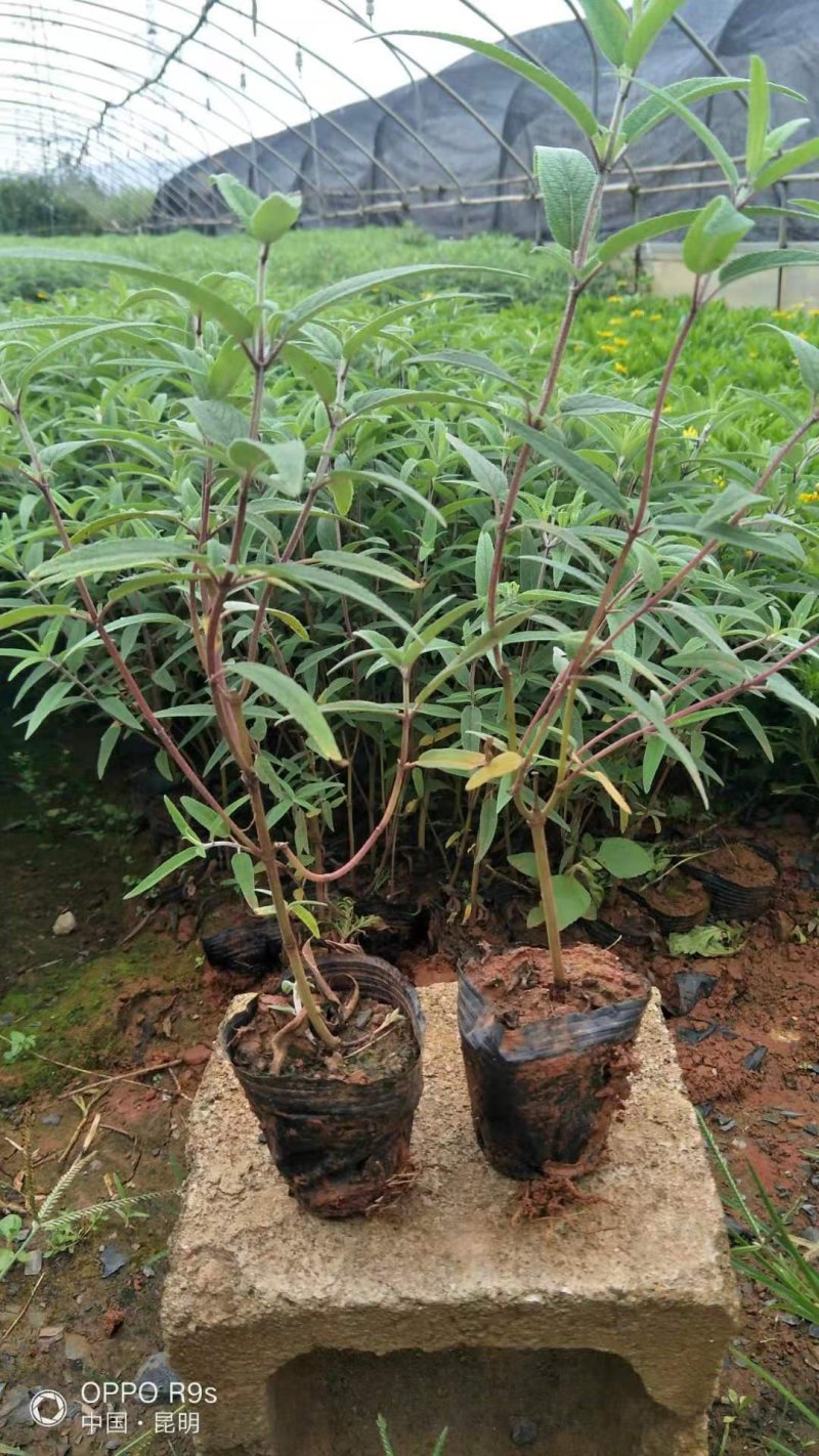 紫柳，墨西哥鼠尾草墨西哥鼠尾草种植销售