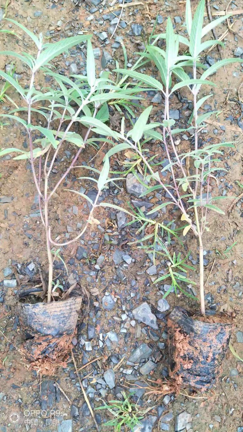 紫柳，墨西哥鼠尾草墨西哥鼠尾草种植销售