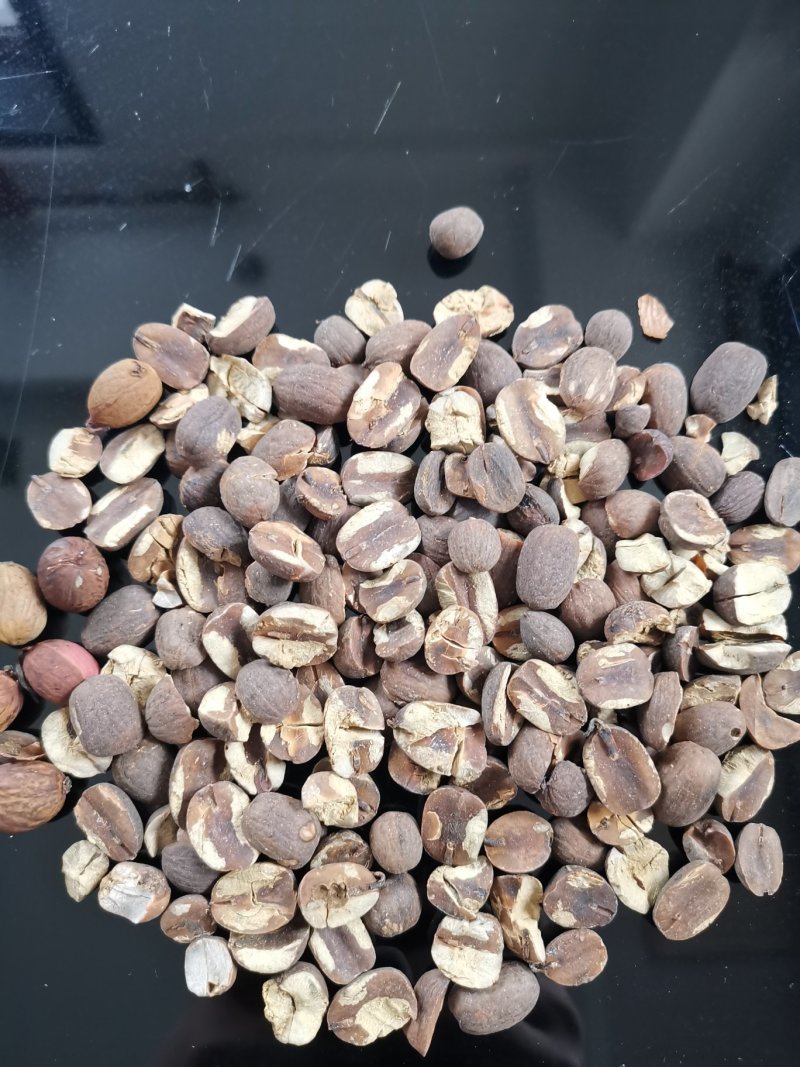 不带皮的橡子果仁
