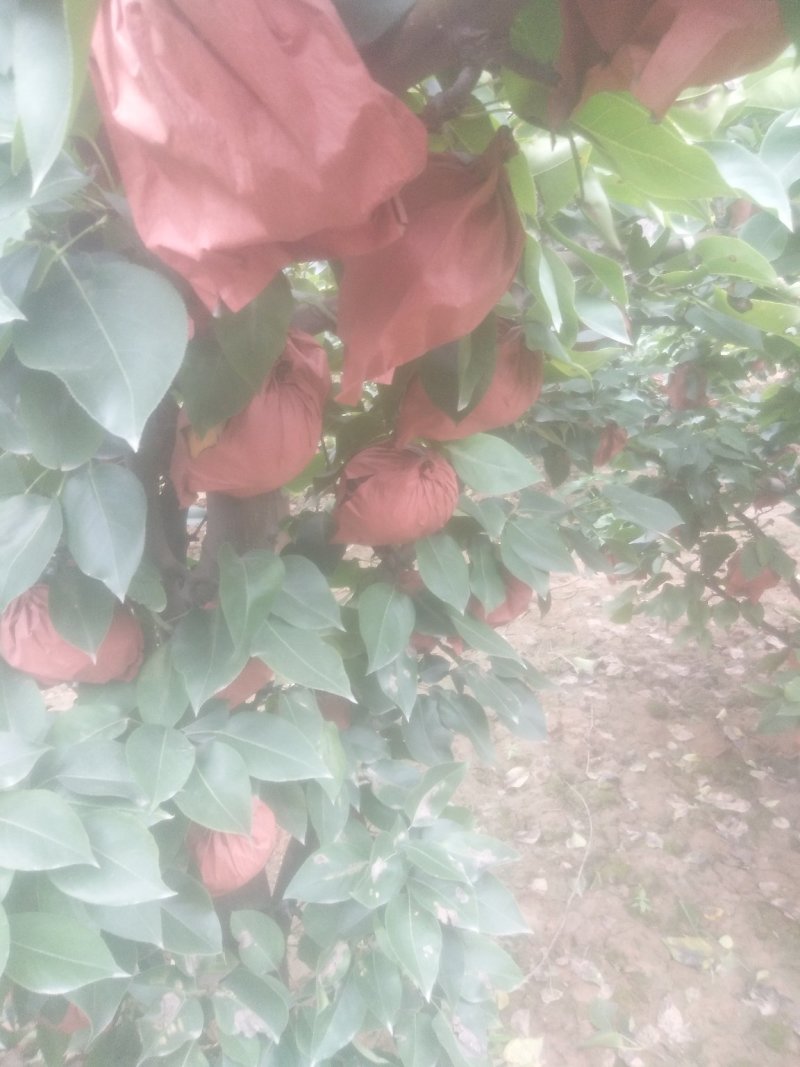 晚秋黄梨