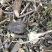 武靴藤,道地药材,质优价实,品质保证,药典标准一公斤起批