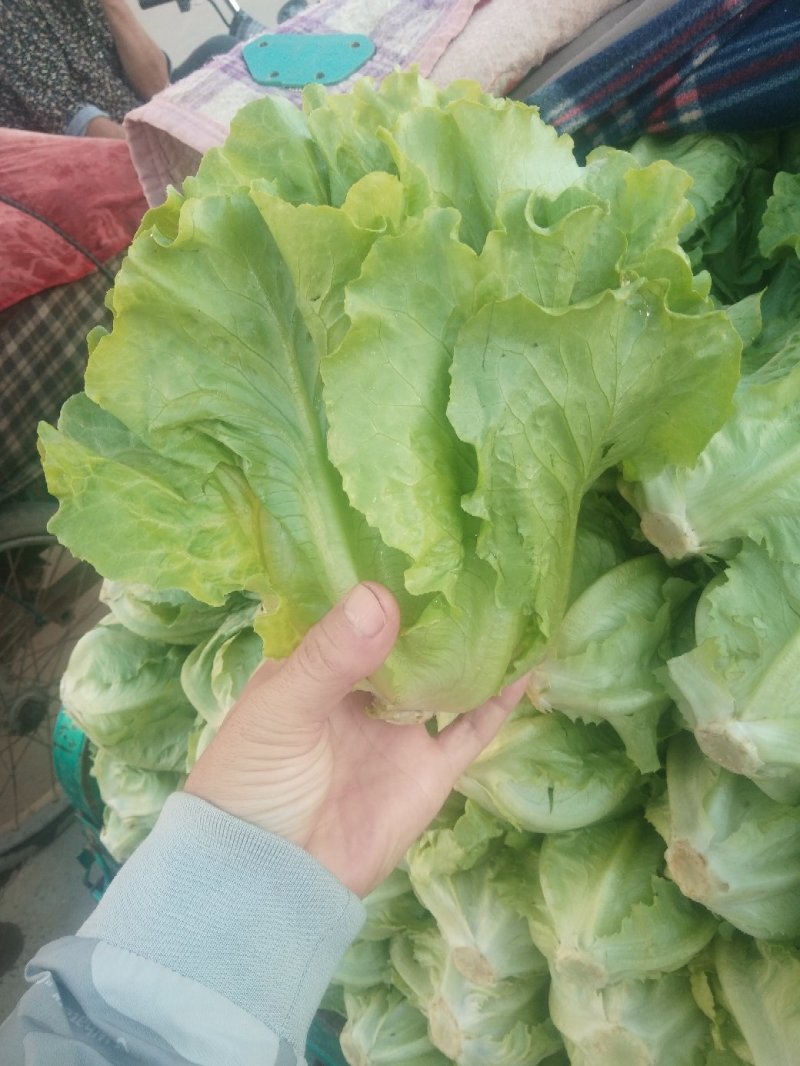 意大利生菜产地直供质量保证