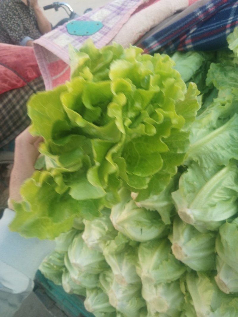 意大利生菜产地直供质量保证