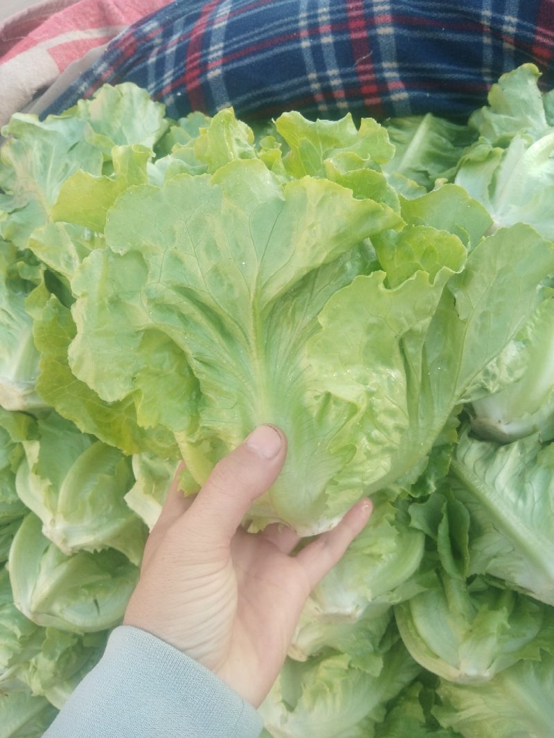 意大利生菜产地直供质量保证