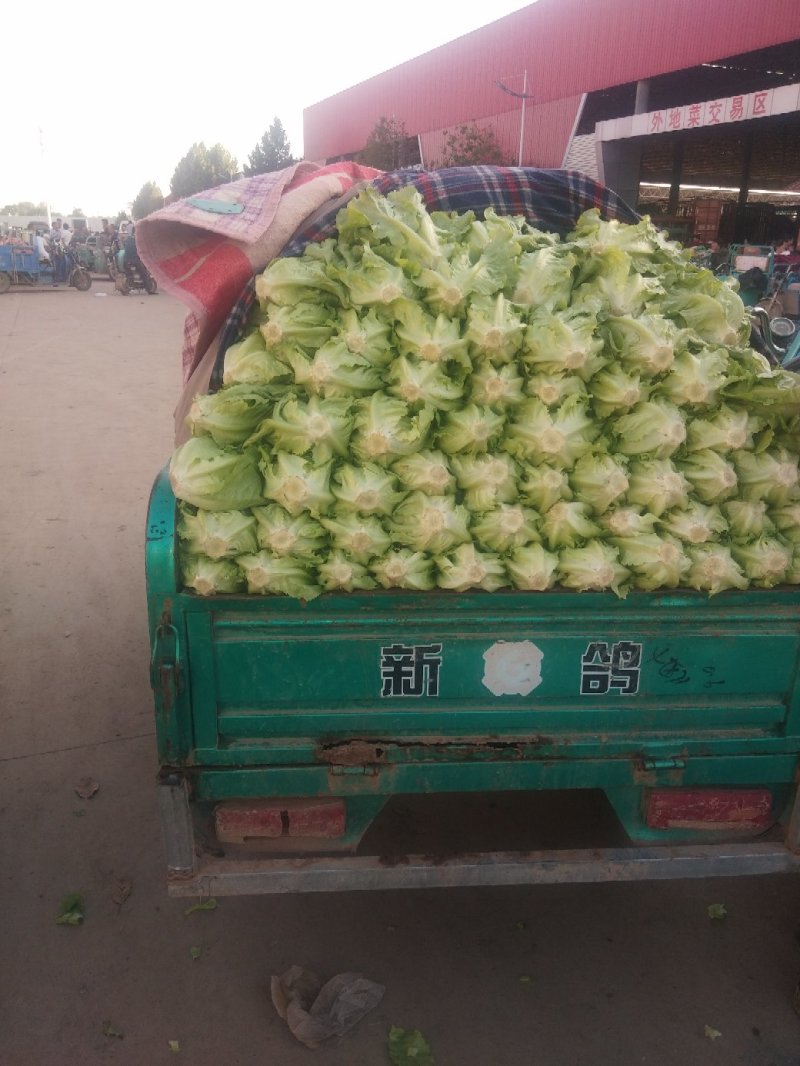 意大利生菜产地直供质量保证