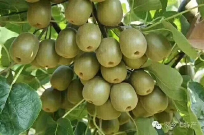 苍溪红心猕猴桃特惠基地包邮对接电商平台支持一件代发