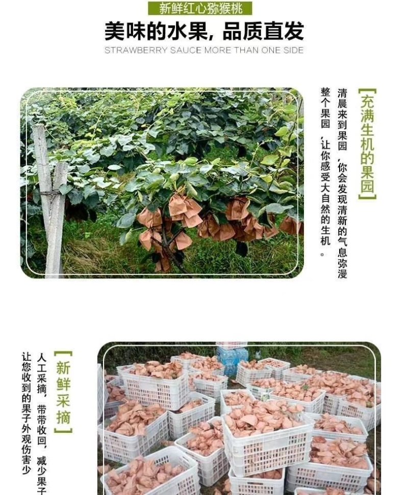 苍溪红心猕猴桃特惠基地包邮对接电商平台支持一件代发