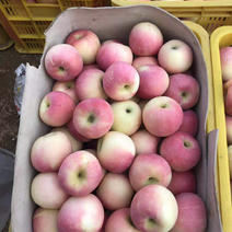老家拉到广州的苹果由于货主中途变卦低价出