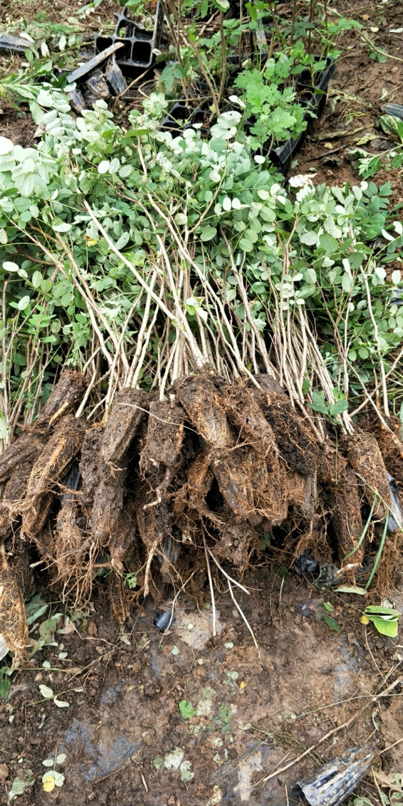 刺槐苗蓄盘刺槐苗基质土刺槐苗