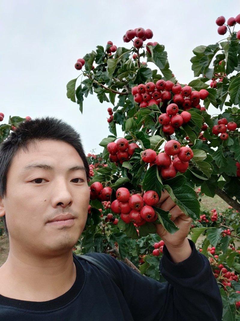 陕西山楂果，大棉球大量上市中，欢迎各大团队前来产地采购！
